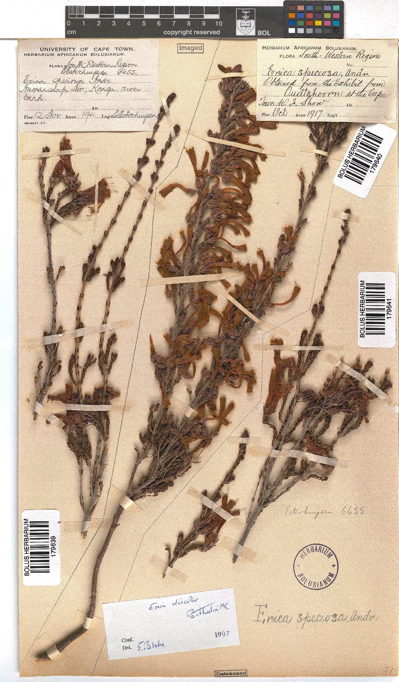 Erica densifolia image