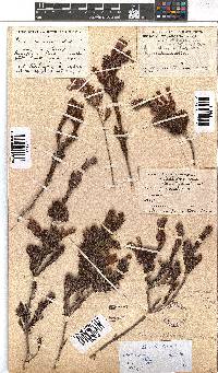 Erica discolor image