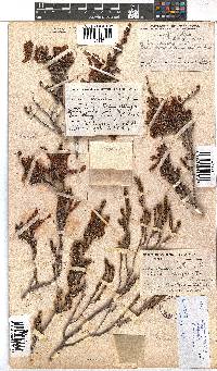 Erica discolor image