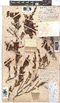 Erica discolor image