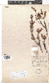 Erica discolor image