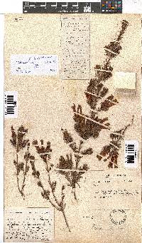 Erica discolor image