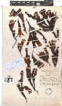 Erica discolor image