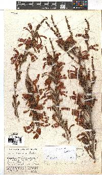 Erica discolor image