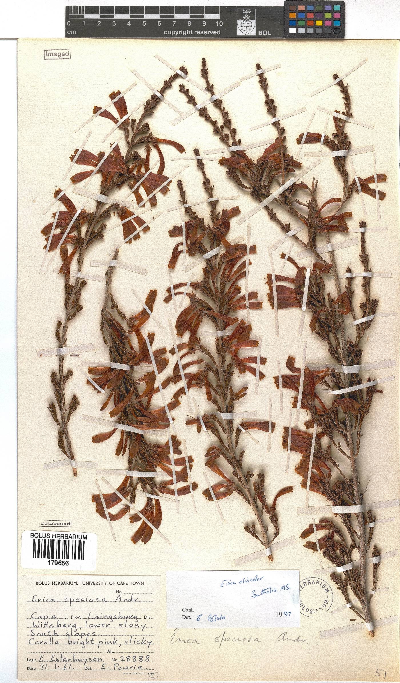 Erica discolor image