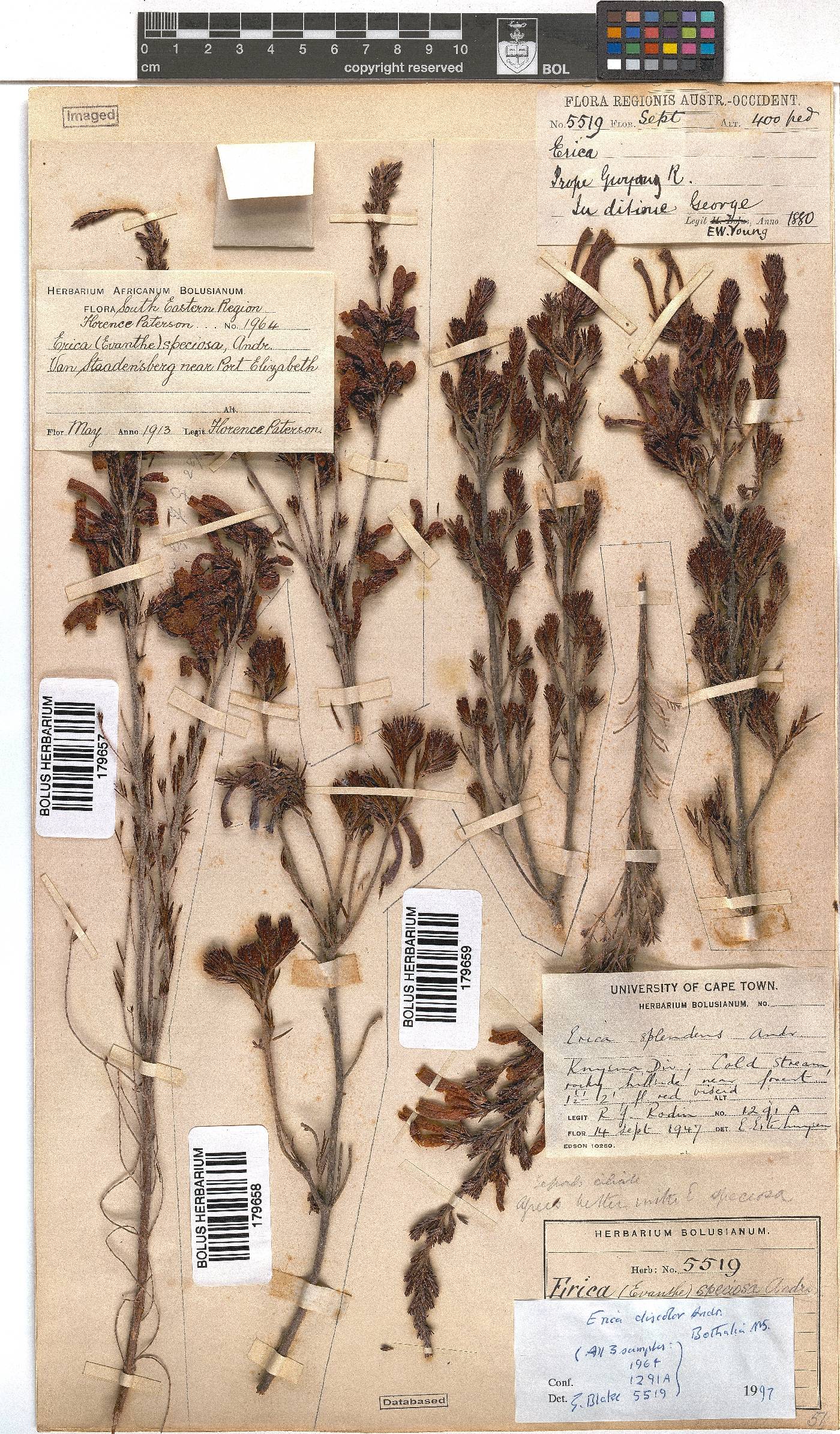 Erica discolor image