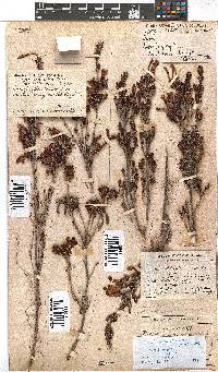 Erica discolor image