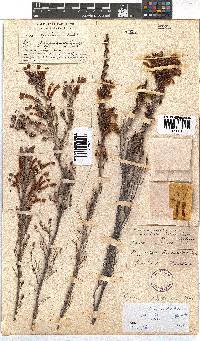 Erica discolor image