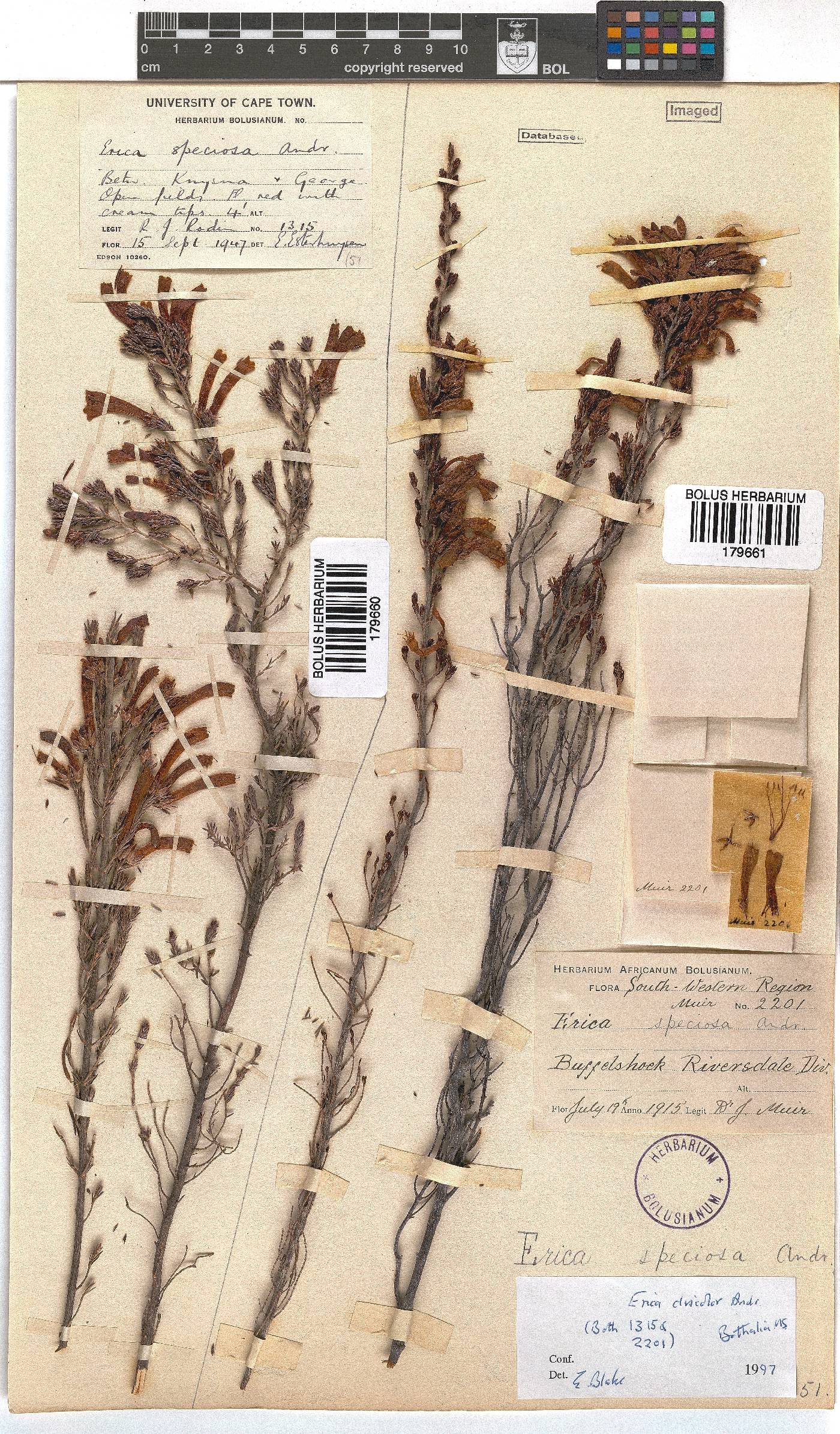 Erica discolor image