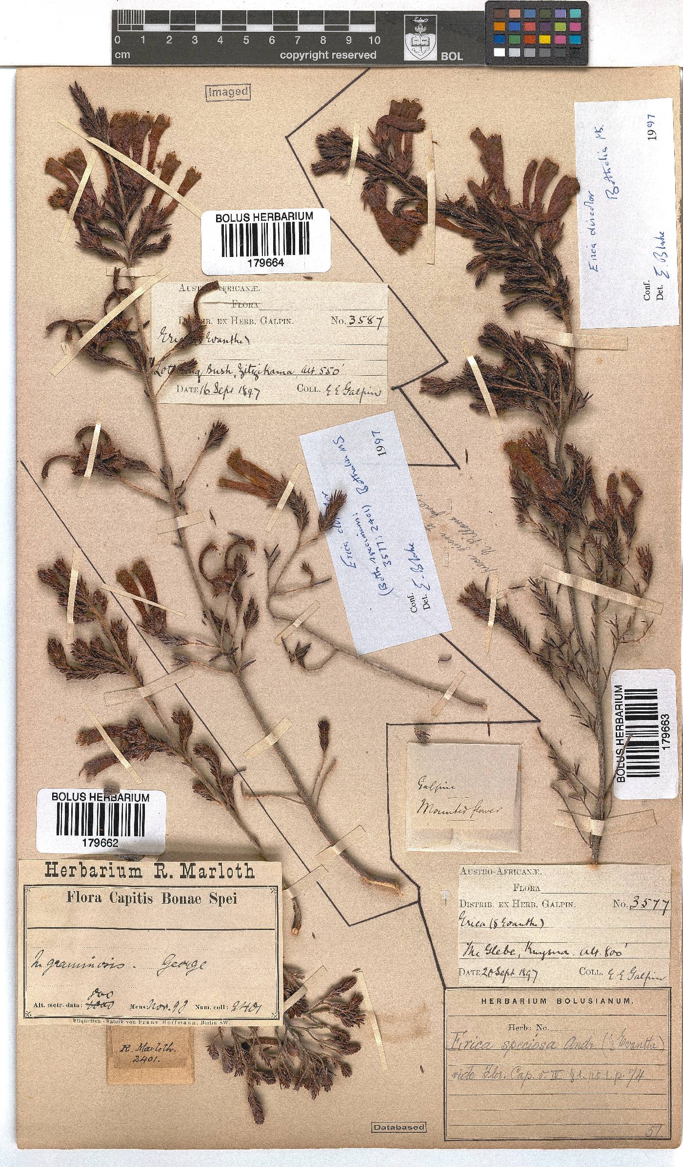 Erica discolor image