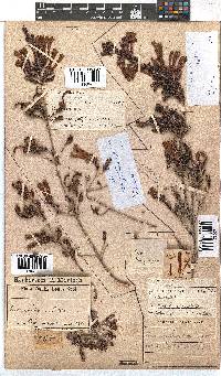 Erica discolor image