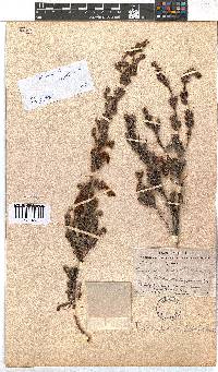 Erica discolor image