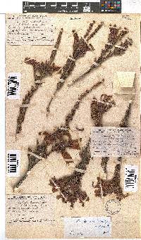 Erica discolor image