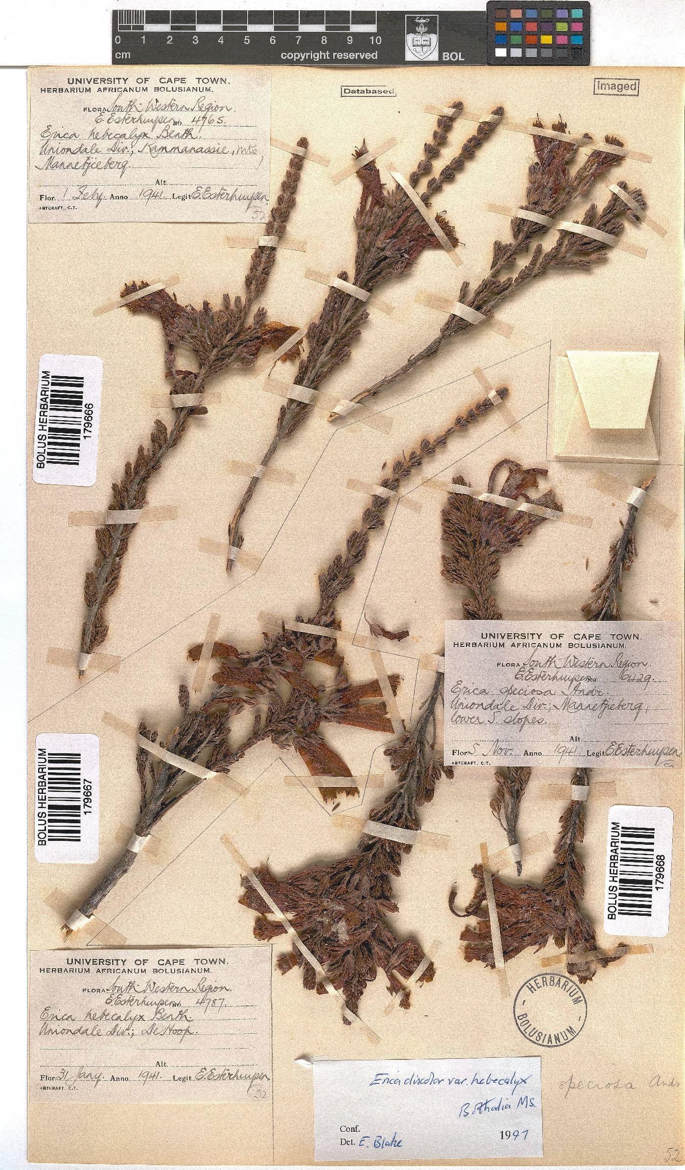 Erica discolor image