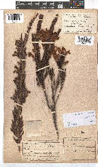 Erica discolor image