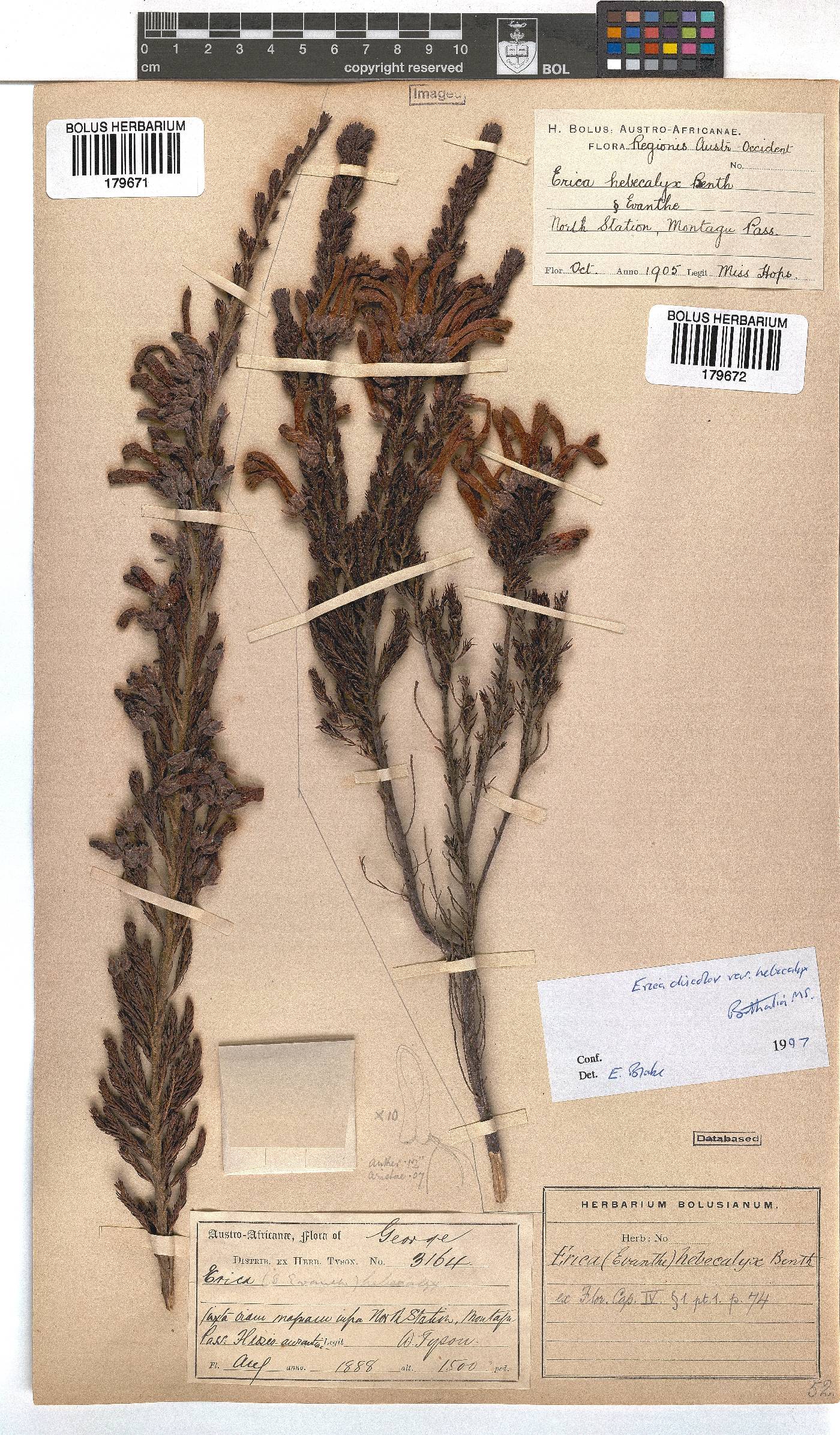 Erica discolor image