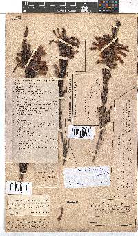 Erica discolor image