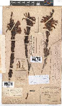 Erica discolor image