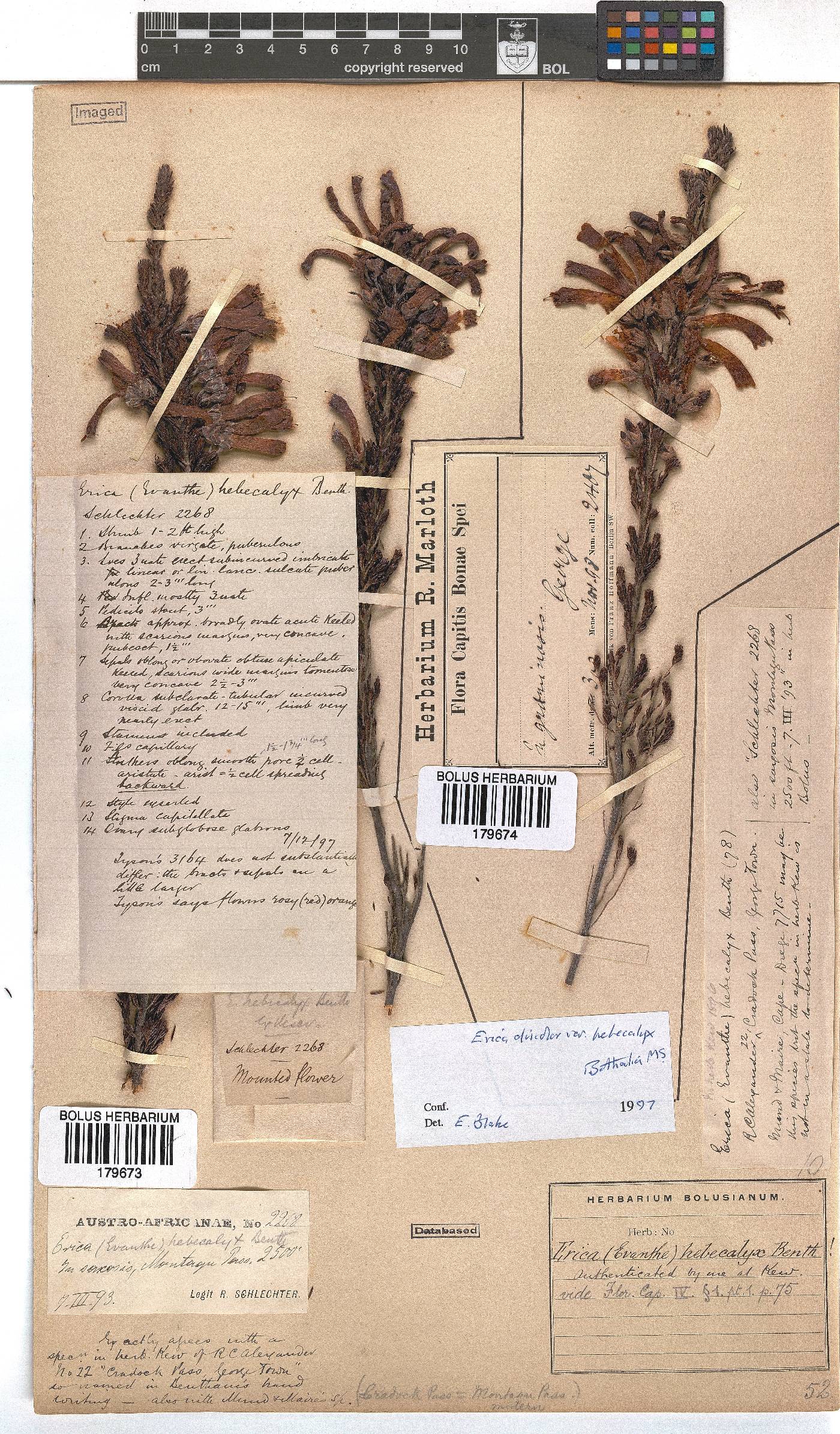 Erica discolor image