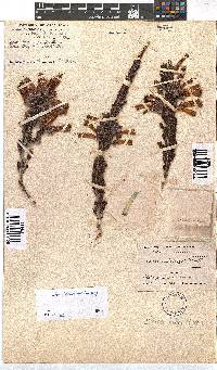 Erica discolor image