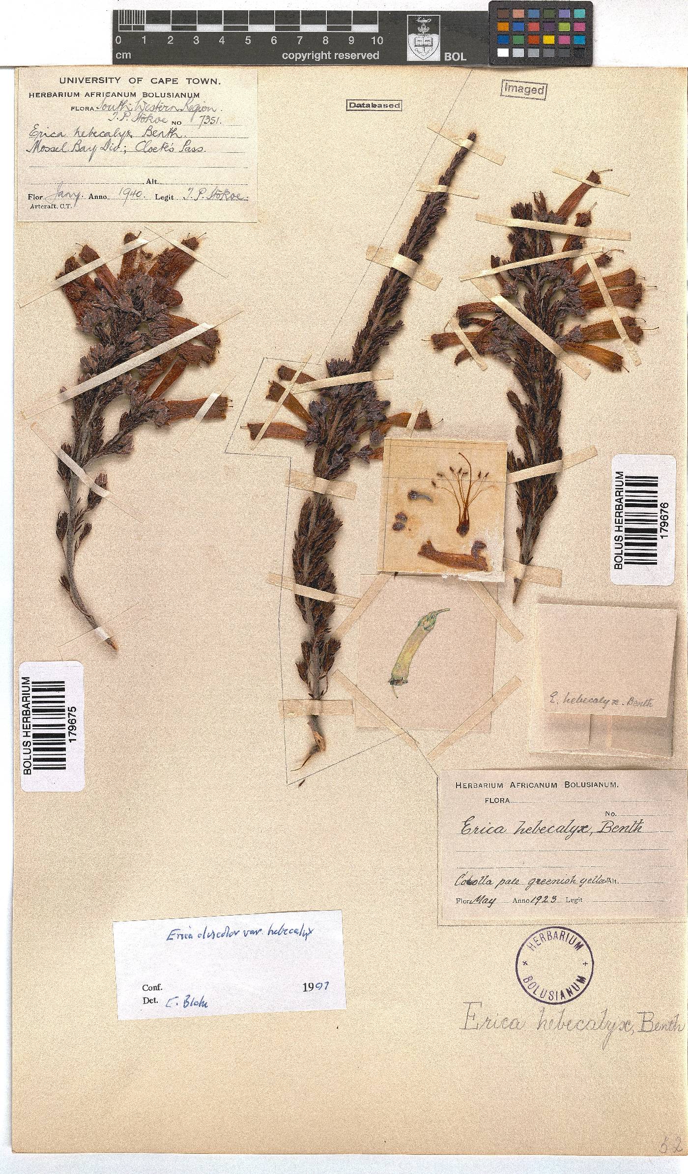 Erica discolor image