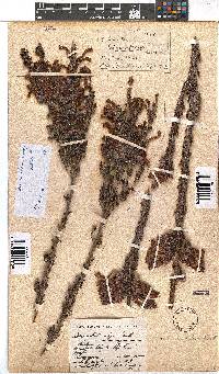 Erica discolor image