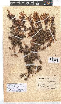 Erica discolor image