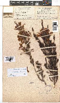 Erica discolor image