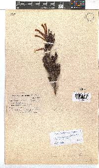 Erica discolor image