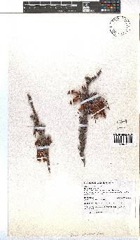 Erica discolor image