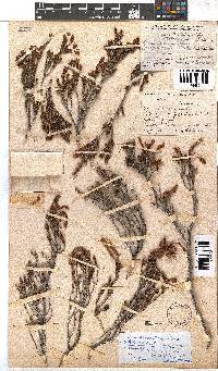 Erica discolor image