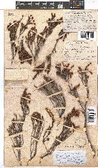 Erica discolor image