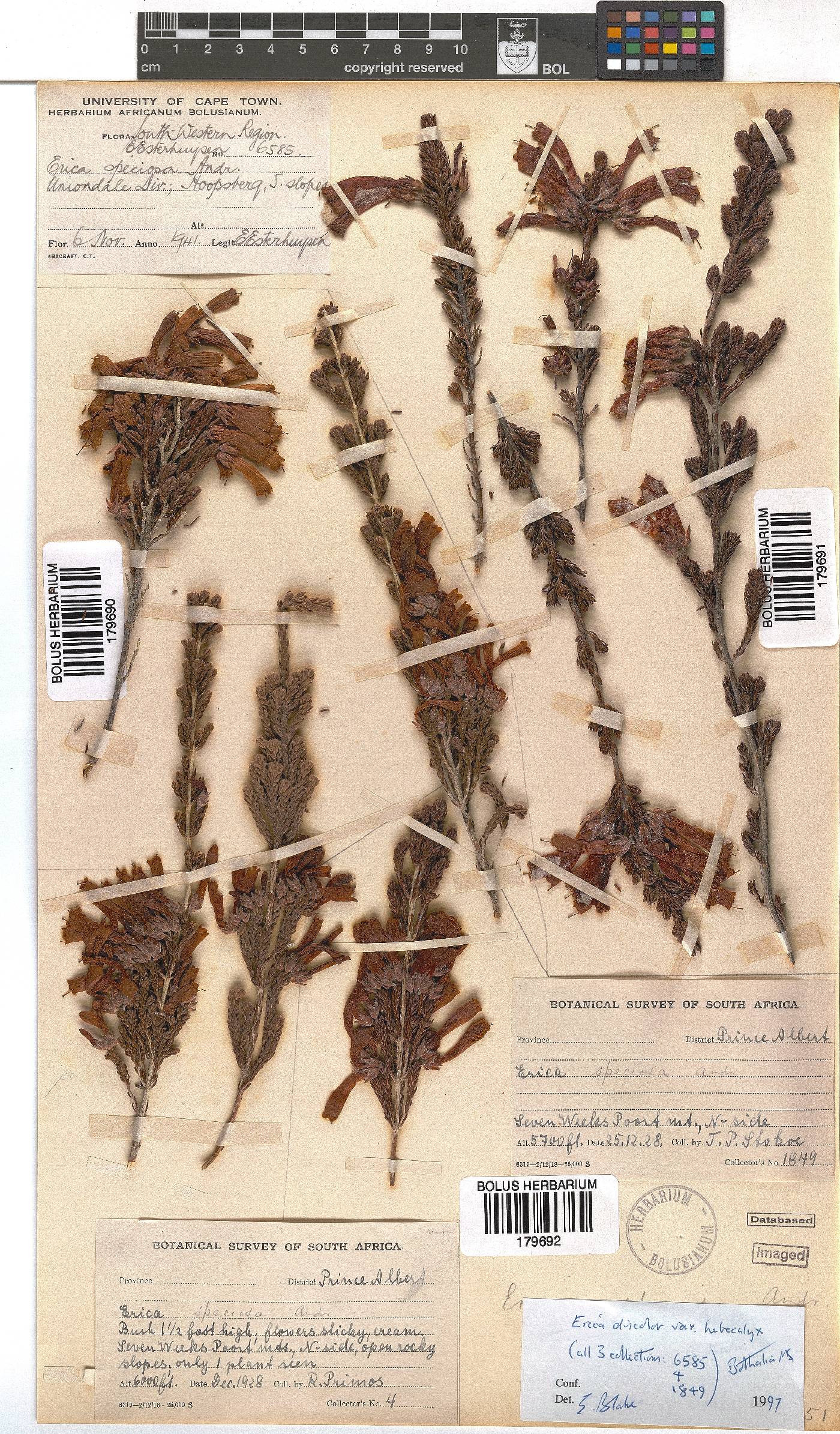 Erica discolor image