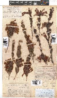 Erica discolor image