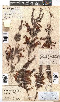 Erica discolor image