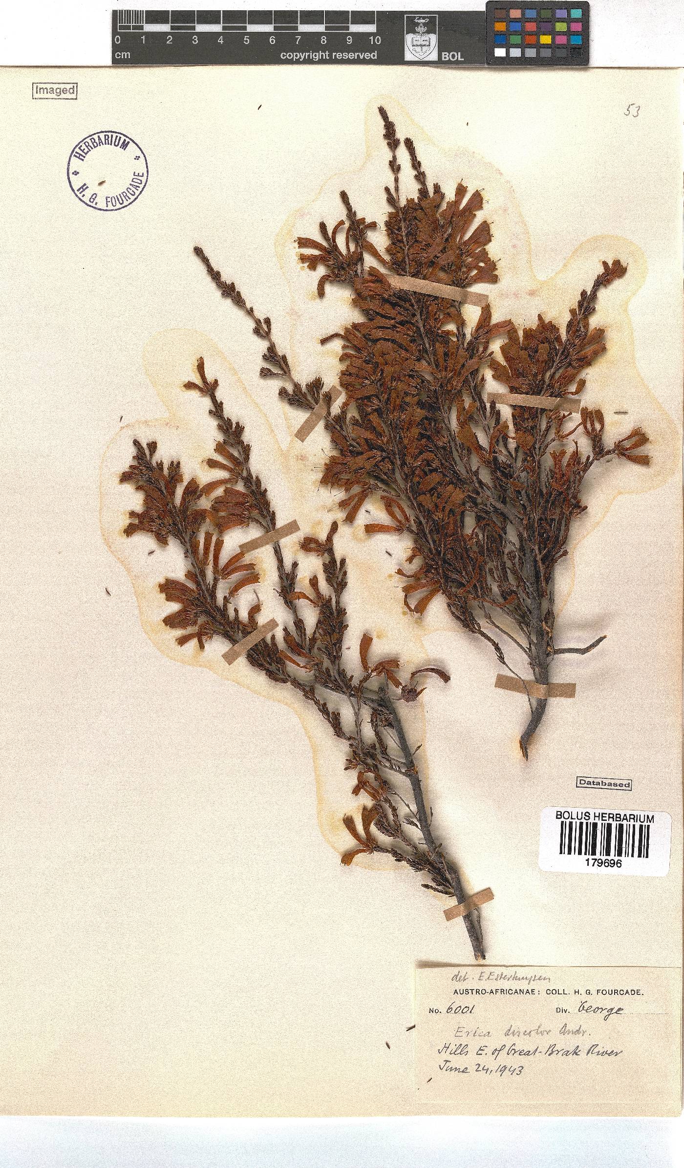 Erica discolor image