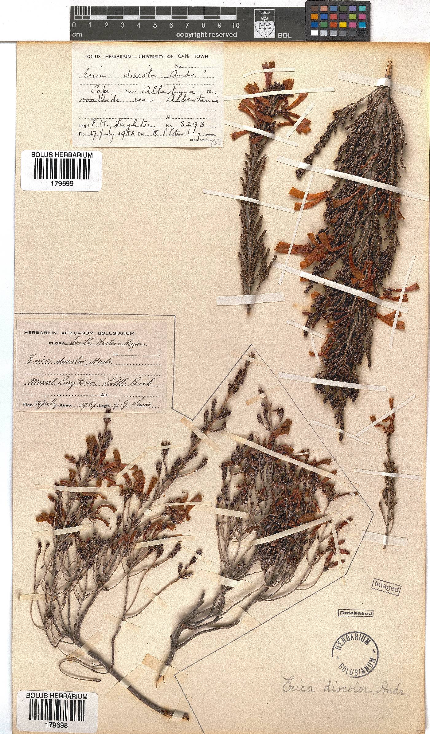 Erica discolor image