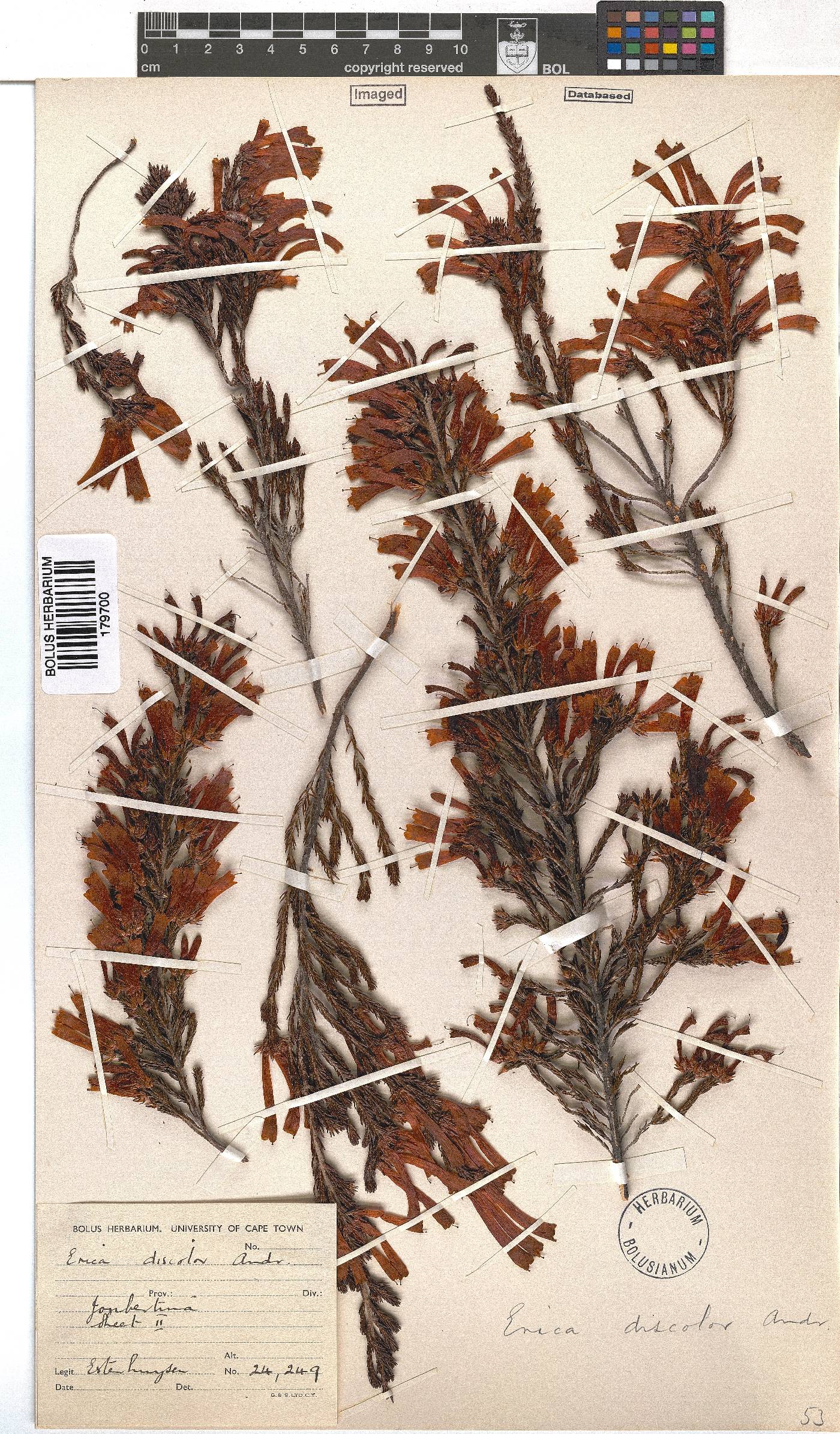 Erica discolor image