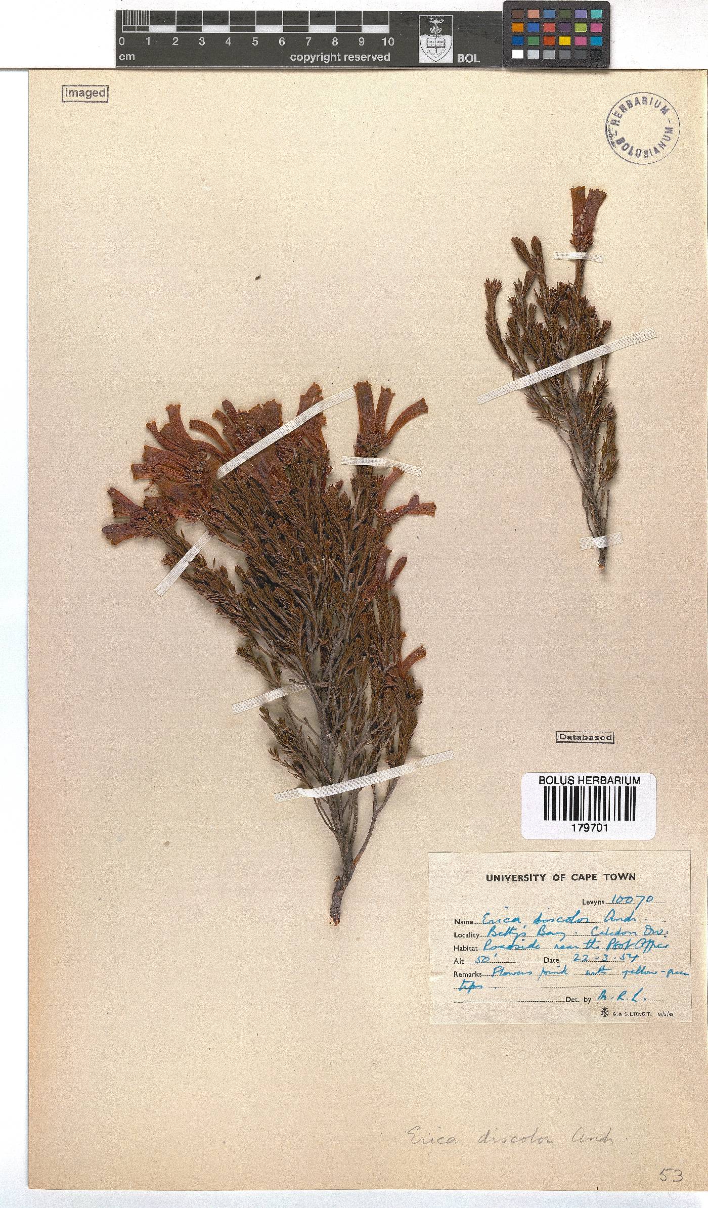 Erica discolor image