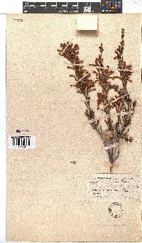 Erica discolor image