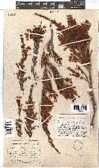 Erica discolor image