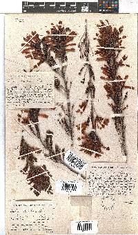 Erica discolor image