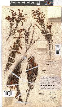 Erica discolor image