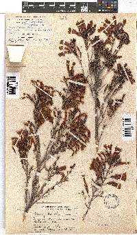 Erica discolor image