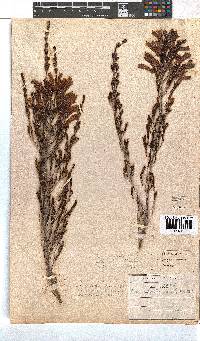 Erica discolor image