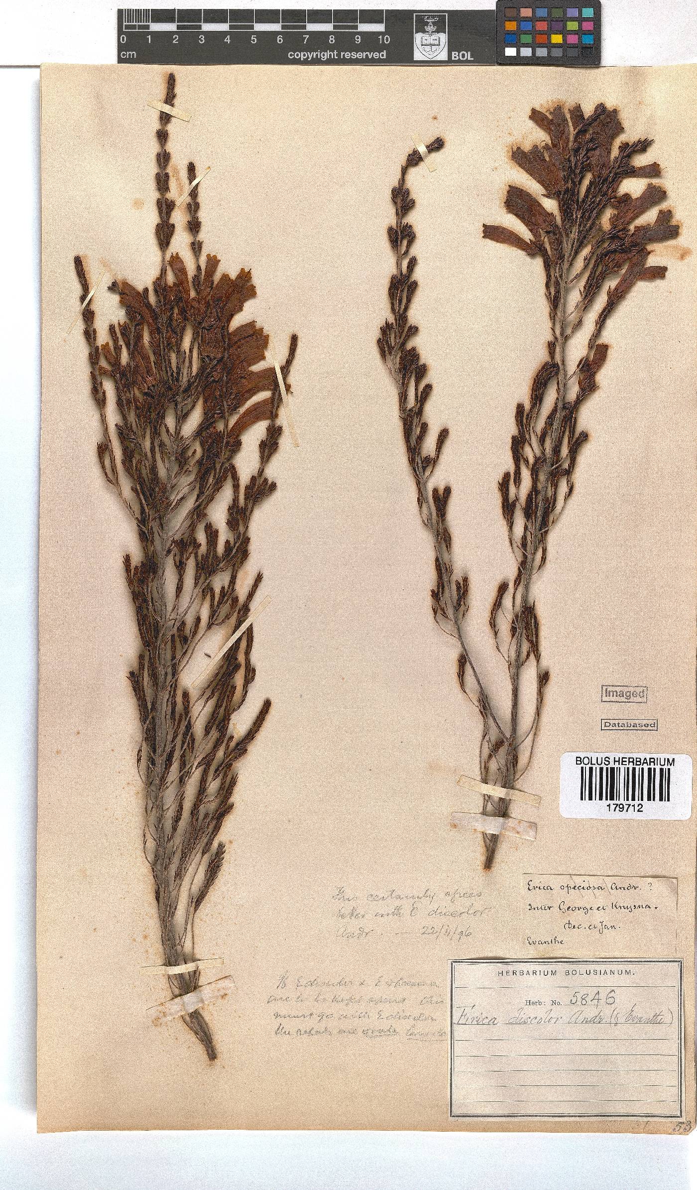 Erica discolor image