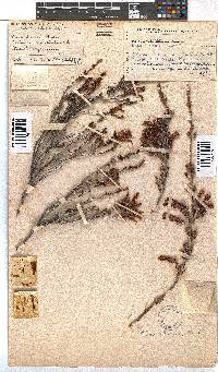 Erica discolor image