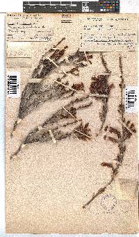 Erica discolor image