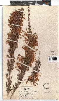 Erica discolor image