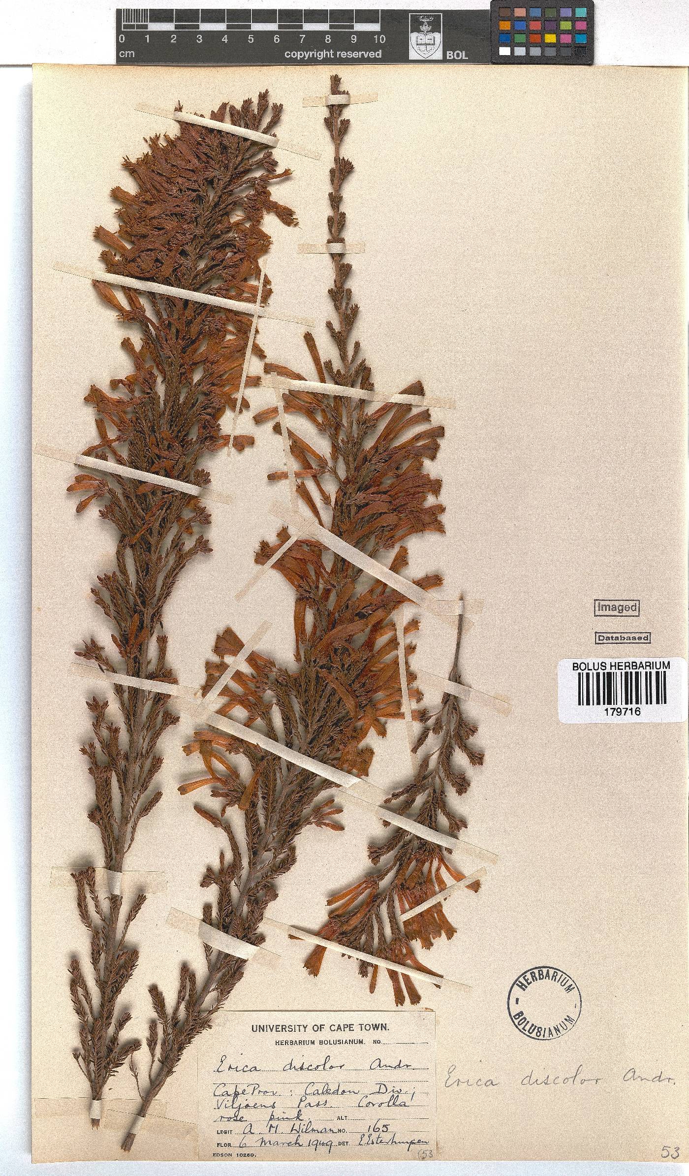 Erica discolor image